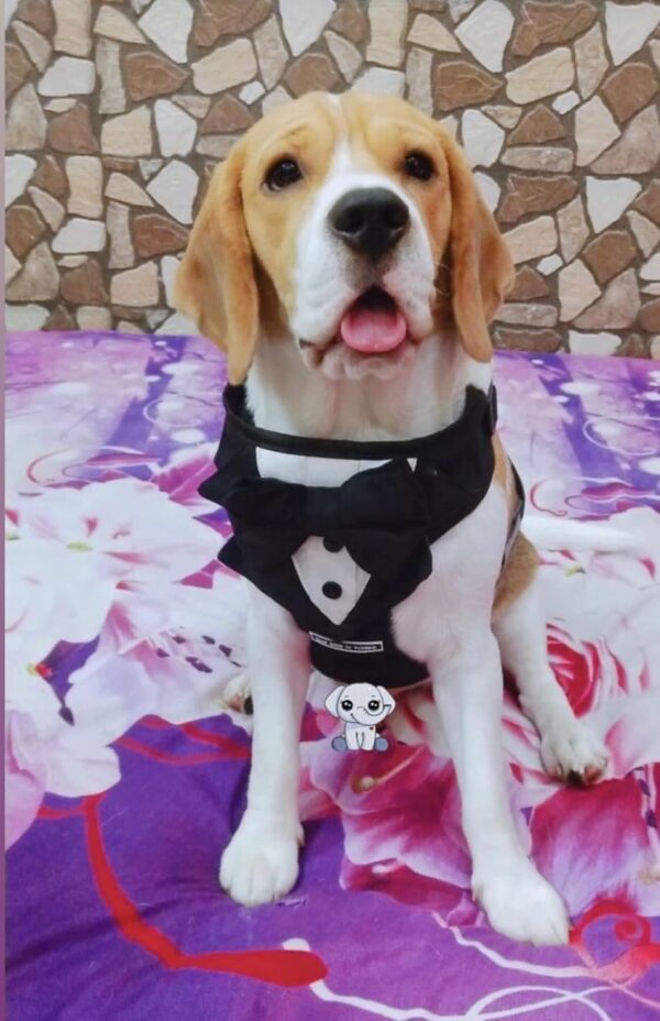 71r8mmJl2gL._SL1500_.jpg That Dog In Tuxedo Body Mesh Harness - Dog Tuxedo Harness (Black, Size L)
