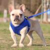 71uIDVs-gTL._SL1500_.jpg Kuber Industries Reflective Dog Harness with Adjustable Leash|Breathable Polyester Mesh Fabric |XS Size|HT-844|Comfortable No-Pull Grip|Quick Release Buckles|Easy On - Easy Off Harness|Blue