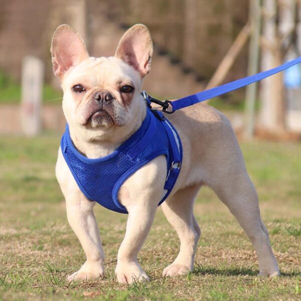 71uIDVs-gTL._SL1500_.jpg Kuber Industries Reflective Dog Harness with Adjustable Leash|Breathable Polyester Mesh Fabric |XS Size|HT-844|Comfortable No-Pull Grip|Quick Release Buckles|Easy On - Easy Off Harness|Blue