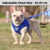 71usf74RSL._SL1080_.jpg Kuber Industries Reflective Dog Harness with Adjustable Leash|Breathable Polyester Mesh Fabric |XS Size|HT-844|Comfortable No-Pull Grip|Quick Release Buckles|Easy On - Easy Off Harness|Blue
