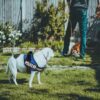 71vMOIOg1jL._SL1500_.jpg Emily Pets Police-K9 Dog Harness,No Pull Harness,Breathable and Easy Control with Handle & Leash Attachment ,Easy Walking Training for Dog,Dog Training No Escape Adjustable Reflective Vest(S,Dark Blue)