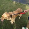 71wFm1vEumS._SL1335_.jpg Short Dog Leash Traffic Padded Handle Heavy Duty 24 Inch/ 2Ft Short Nylon Dog Lead For Training Control-Pet Leashes For Large Big Dogs And Medium Dogs(Color- Black)