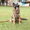 Dog Padded Harness| Easy Control Handle for Small, Medium & Large Dogs| Dog Harness Comes with Red-Orange Mix Color for Small Size Dogs