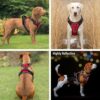 No Pull Dog Chest Belt Harness, Comfortable & Adjustable Size for 24-35 Kg Pet (Red, Large)