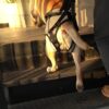 71xV2sAUuVL._SL1500_.jpg Dog Lifting Support Harness Auxiliary Belt Dog Sling for Back Legs Portable M|Pet Supplies | Dog