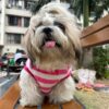 Lulala Dog Hoodie Fuzzy Sweater with Leash Hole - Small Dog & Cat Clothes Warm Soft Cozy Hooded Sweatshirt for Winter.(Pink-12Inch)