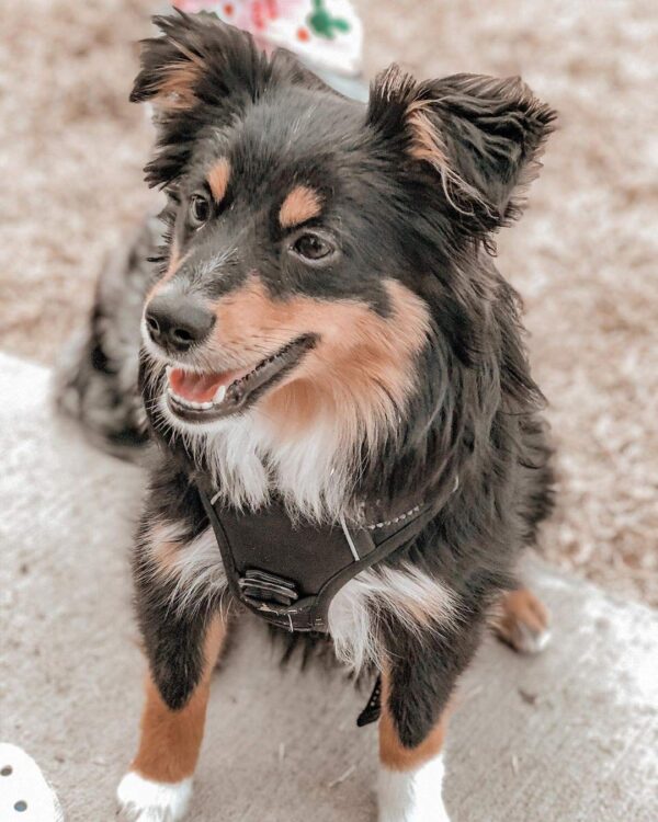 PETS EMPIRE Reflective Oxford Material Vest Adjustable No-Pull Pet Harness for Dogs for Easy Control and Outdoor (Small)