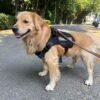 Tactical Dog Harness No-Pull Pet Harness Adjustable Outdoor Pet Dog Vest Harness Military Standard Material Dog Belt for Easy Control for Small (Small, Tactical Black)