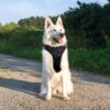Premium Reflective Dog Vest Harness| Soft Breathable| Padded Handle| Adjustable Straps & Dual Lock Buckle| No-Choke Design with Free Leash-22mm Chest (28-35 inch) All Giant Breeds 35-60Kg