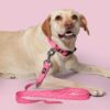 Bark Basket 'Puppy Blush' Dog Leash for Large Dogs | Durable, Lightweight & Strong Charming Baby Pink Print Dog Leash with Comfortable Handle | Leash Size: Large, (4ft Long, 1 Inches Wide)