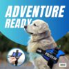 818ni1zh5L._SL1500_.jpg Buraq Pets Police K9 Dog Harness, No Pull Reflective Dog Vest Oxford Fabric, Soft Padded Easy Control Dog Chest Belt, No More Pulling Or Choking for Large Medium & Small Dogs (Black - XXL)