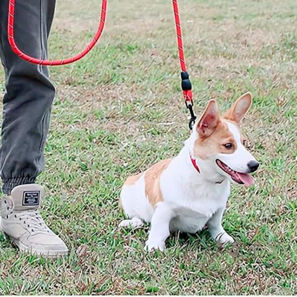 Reflective Adjustable Pet Leash for Dogs| Durable and Comfortable| Strong Nylon with Padded Handle| Straps Dogs Perfect for Harness and Neck Collar Belts ((D-Shape) 1/5 inch x 4 feet, Red)