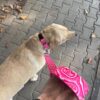 Bark Basket 'Puppy Blush' Dog Leash for Large Dogs | Durable, Lightweight & Strong Charming Baby Pink Print Dog Leash with Comfortable Handle | Leash Size: Large, (4ft Long, 1 Inches Wide)