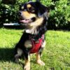 81ETulpmt2L._SL1333_.jpg CATCHY Dog Harness for Puppy, Small and Medium Dog Breeds, Choke Free Puppy Harness, Reflective No Pull Dog Harness, Small and Medium Dog Vest Harness (Red, XS)