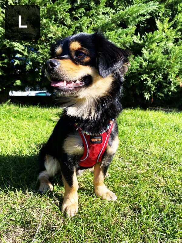 81ETulpmt2L._SL1333_.jpg CATCHY Dog Harness for Puppy, Small and Medium Dog Breeds, Choke Free Puppy Harness, Reflective No Pull Dog Harness, Small and Medium Dog Vest Harness (Red, XS)