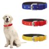 Munchos High Soft Quality Padded Everyday Dog Collar (Colour May Vary) (1 Inchi (Medium))