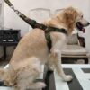 RvPaws 1.25 Inch Width Dog Army Print Adjustable Harness and Leash for Maxi and Large Breed Dog Body Harness Military Design Heavy Hook (X- Large)