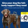 81JcgWlvNwL._SL1500_.jpg Solvit Dog Lifting Aid Mobility Harness (Black, Large, Pack of 1)