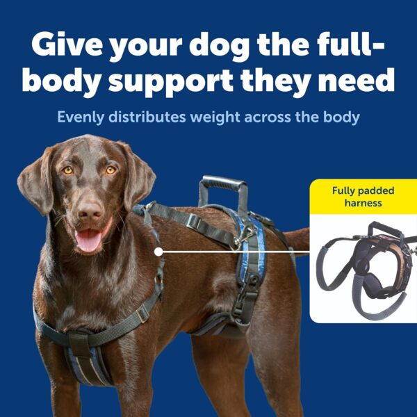 81JcgWlvNwL._SL1500_.jpg Solvit Dog Lifting Aid Mobility Harness (Black, Large, Pack of 1)