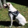 81KpV6IJq9L._SL1500_.jpg 24x7 eMall Dog K9 Police Dog Harness Vest with Hook and Loop Straps and Handle and Adjustable (XL- 28-38 Inch Girth, Black),210 gram