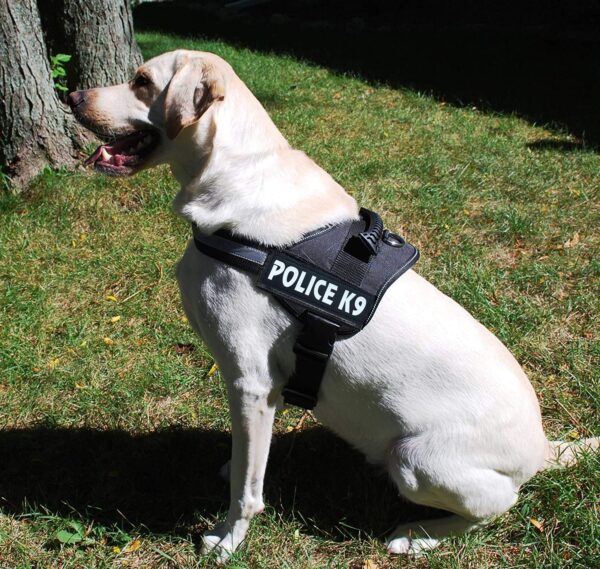 81KpV6IJq9L._SL1500_.jpg 24x7 eMall Dog K9 Police Dog Harness Vest with Hook and Loop Straps and Handle and Adjustable (XL- 28-38 Inch Girth, Black),210 gram