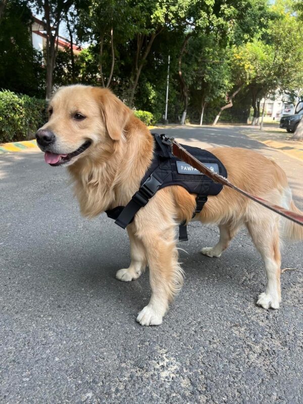 Dog Harness No-Pull Pet Harness Adjustable Outdoor Pet Vest 3M Reflective Oxford Material Vest for Dogs Easy Control for Small Medium Large Dogs (Tactical Black, Large (Harness + Leash))