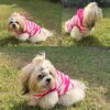 Lulala Dog Hoodie Fuzzy Sweater with Leash Hole - Small Dog & Cat Clothes Warm Soft Cozy Hooded Sweatshirt for Winter.(Pink-12Inch)