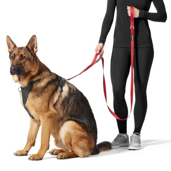 81Nw7r1iXSL._SL1500_.jpg Amazon Basics Double Handle Light Reflecting Dog Leash | 6 Feet/ 182 cm | Black | Strong Hook for Training and Walking Dogs | 2 Padded Handles
