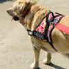 Pet King Personalized No-Pull Dog Harness with Leash � Custom Dog Name & Phone Number Adjustable Reflective Vest for All Breeds Size � Easy Control & Comfortable. (REDPAW, M(13-19 KGs))