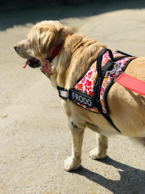 Pet King Personalized No-Pull Dog Harness with Leash � Custom Dog Name & Phone Number Adjustable Reflective Vest for All Breeds Size � Easy Control & Comfortable. (REDPAW, M(13-19 KGs))