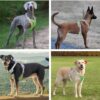 81RQbe-rq6L._SL1500_.jpg HANK Dog Harness Leash Set - Soft Comfortable Handle - Dog Vest for Small Breed - No Pull Harness - Dog Vest for Training - Walking (Neon - Grey - S (Harness + Leash)