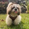 Lulala Puppy Vest Harness and Leash Set Comfort Fit, No Pull, No Choke, Vest Harness with Leash for Puppy and Small Pets (Brown-S)