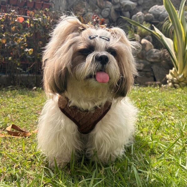 Lulala Puppy Vest Harness and Leash Set Comfort Fit, No Pull, No Choke, Vest Harness with Leash for Puppy and Small Pets (Brown-S)