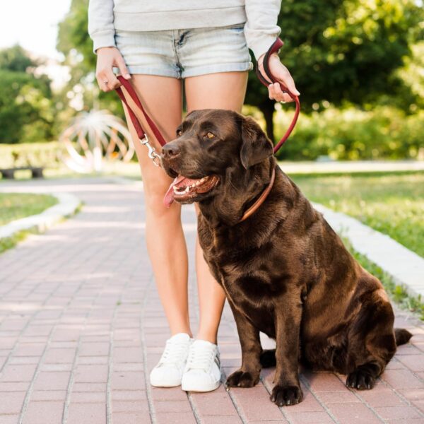 Personalized Dog Leash with Soft Padded Heavy-Duty Leash | for 3-15Kg Dogs - Shih tzu, Pug, Poodle (S, Black)