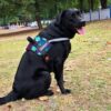 81TqHeJwMxL._SL1500_.jpg Dog Vest Harness, Choke-Free Double Padded Vest, Adjustable Neck & Chest, Reflective Soft Breathable Mesh | for 14-23 Kilograms Dogs (M, Diamond)