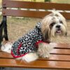 81Wz0w0TyeL._SL1500_.jpg Lulala Dog Hoodie Fuzzy Dog Sweater with Leash Hole and Pocket Warm Soft Cozy Hooded Sweatshirt Fleece for Small Dog & Cat (Black, Grey-8Inch)
