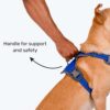 81ZLl0rQPML._SL1500_.jpg HUFT Active Pet Dog Harness - Royal Blue (S) | Lightweight Adjustable Harness for Puppies, Small Dogs, and Medium Dogs | Durable and Stylish Dog Leash and Harness for Training & Everyday Use