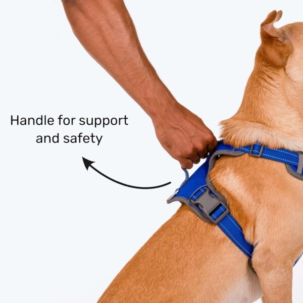 81ZLl0rQPML._SL1500_.jpg HUFT Active Pet Dog Harness - Royal Blue (S) | Lightweight Adjustable Harness for Puppies, Small Dogs, and Medium Dogs | Durable and Stylish Dog Leash and Harness for Training & Everyday Use