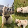 Lulala Puppy Vest Harness and Leash Set Comfort Fit, No Pull, No Choke, Vest Harness with Leash for Puppy and Small Pets (Brown-S)