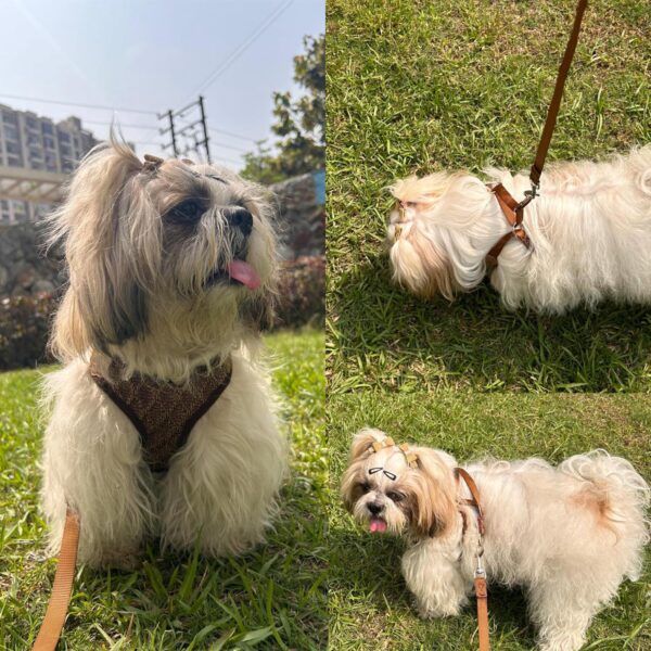 Lulala Puppy Vest Harness and Leash Set Comfort Fit, No Pull, No Choke, Vest Harness with Leash for Puppy and Small Pets (Brown-S)
