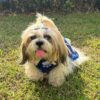 81d8tquTMjL._SL1500_.jpg Lulala Dog Hoodie Fuzzy Dog Sweater with Leash Hole - Small Dog and Cat Clothes Warm Soft Cozy Hooded Sweatshirt for Winter. (Blue-12Inch)