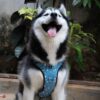 Nebula Nights Reflective No-Pull Dog Vest Harness for Large Dogs (21-30 kg) | Secure Lock-Unlock, Adjustable Strap, Dual Leash Hook, Soft & Padded Harness for All Dogs| Chest: 23–30"
