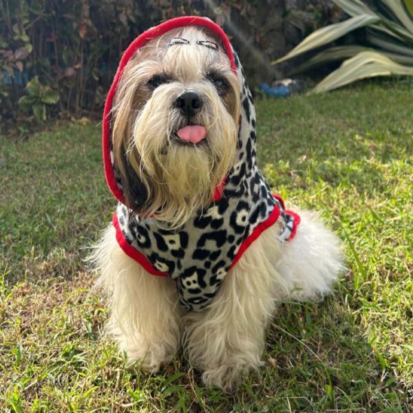 81dy7nFec8L._SL1500_.jpg Lulala Dog Hoodie Fuzzy Dog Sweater with Leash Hole and Pocket Warm Soft Cozy Hooded Sweatshirt Fleece for Small Dog & Cat (Black, Grey-8Inch)