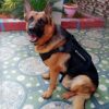 Tactical Dog Harness No-Pull Pet Harness Adjustable Outdoor Pet Dog Vest Harness Military Standard Material Dog Belt for Easy Control for Small (Small, Tactical Black)