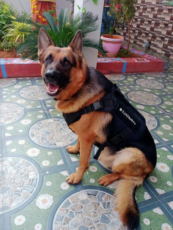 Tactical Dog Harness No-Pull Pet Harness Adjustable Outdoor Pet Dog Vest Harness Military Standard Material Dog Belt for Easy Control for Small (Small, Tactical Black)