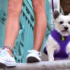 Classic Dog Harness Innovative Mesh No Pull No Choke Design Soft Double Padded Breathable Vest for Eco-Friendly Easy Control Walking Quick Release for Puppies Toy Breeds & Medium Dogs (Med, Purple)