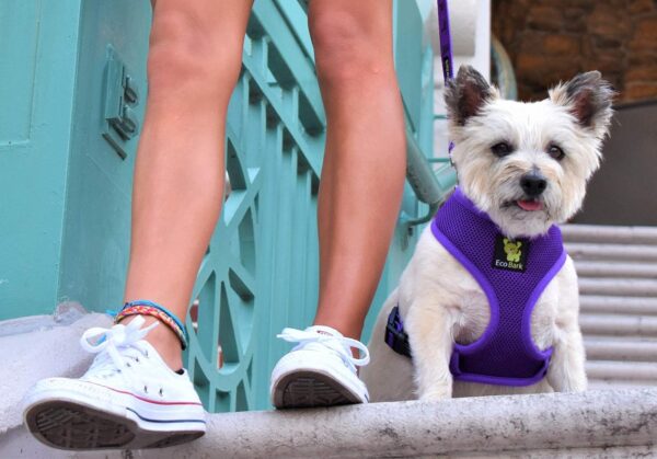 Classic Dog Harness Innovative Mesh No Pull No Choke Design Soft Double Padded Breathable Vest for Eco-Friendly Easy Control Walking Quick Release for Puppies Toy Breeds & Medium Dogs (Med, Purple)