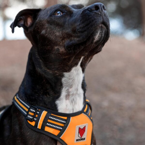 81liXFrxZrL._SL1500_.jpg Wooflix Heavy Duty Reflective Dog Harness for Large Sized Breed Dogs – No Pull, No Choke Harness for Dog with Adjustable Chest Belt with Soft Padded Handle | Orange – Size: Large (22kg to 32kg Dog)
