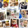 81mjTVuVMZL._SL1500_.jpg A+a Pets' Luxury Fur Harness & Leash Set for Cat & Small Dog | Lightweight, Escape Proof, Vest Combo (Blue, M)