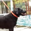 Neoprene Dog Collar with Leash Set – Durable & Adjustable Pet Collar for Large Dogs Orange (Set of 2-1 Collar & 1 Leash)